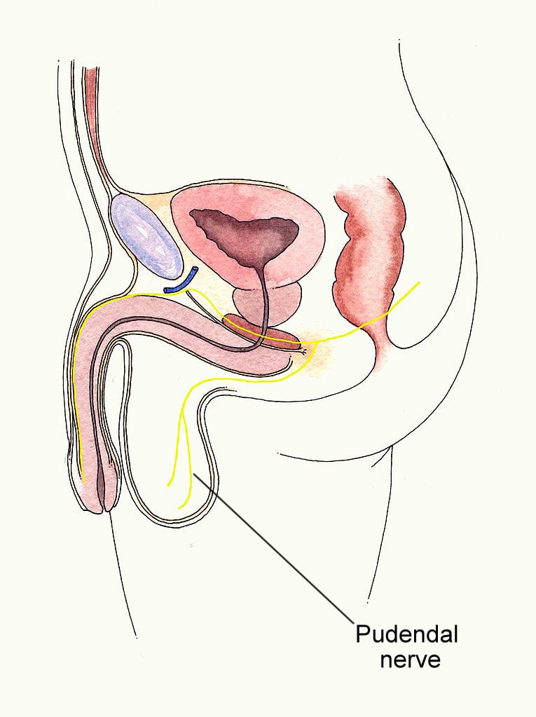 Pudendal nerve