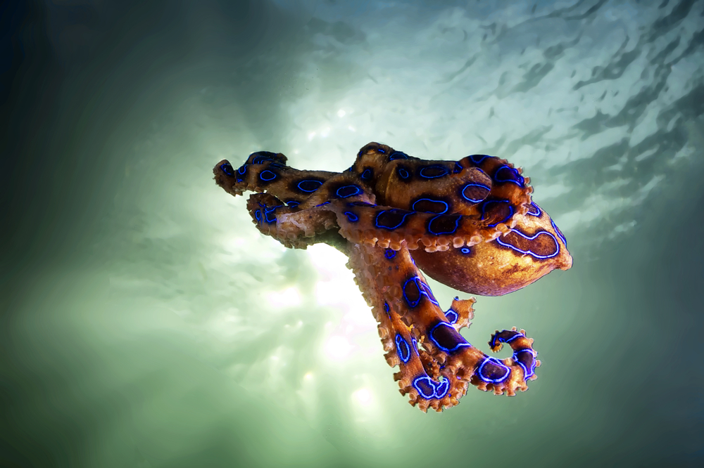 The,Flying,Blue,Ringed,Octopus.