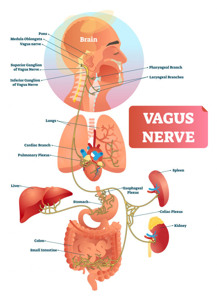 Vagus nerve vector illustration. Labeled anatomical structure scheme and location