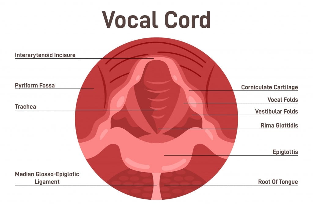 Vocal cords anatomical structure. Human voice closed organ