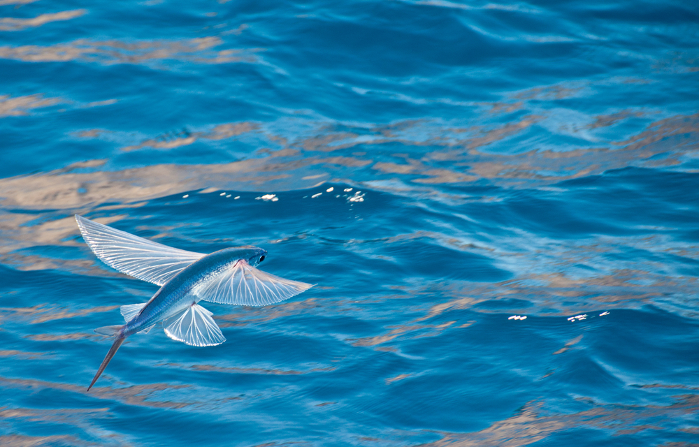 flying fish