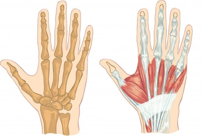 hand anatomy