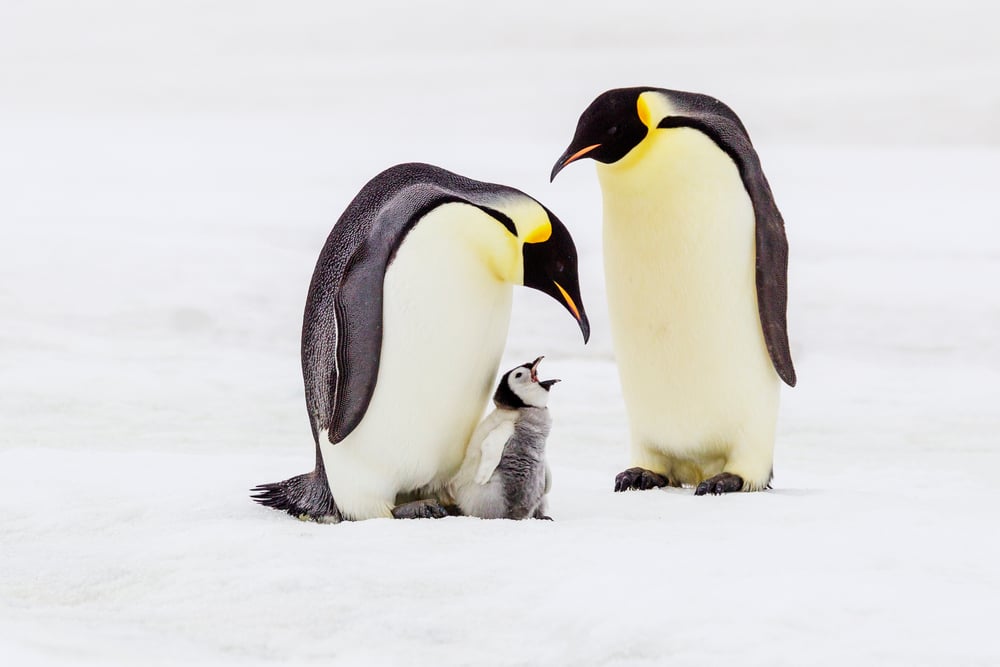 Antarctica,,Snow,Hill.,A,Very,Small,Chick,Has,Left,Feet