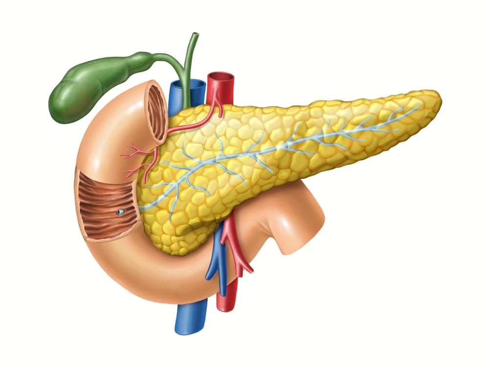 Anatomy,Drawing,Showing,The,Pancreas,,Duodenum,,And,Gallbladder.,Digital,Illustration