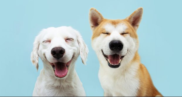 Banner,Two,Smiling,Dogs,With,Happy,Expression.,And,Closed,Eyes.