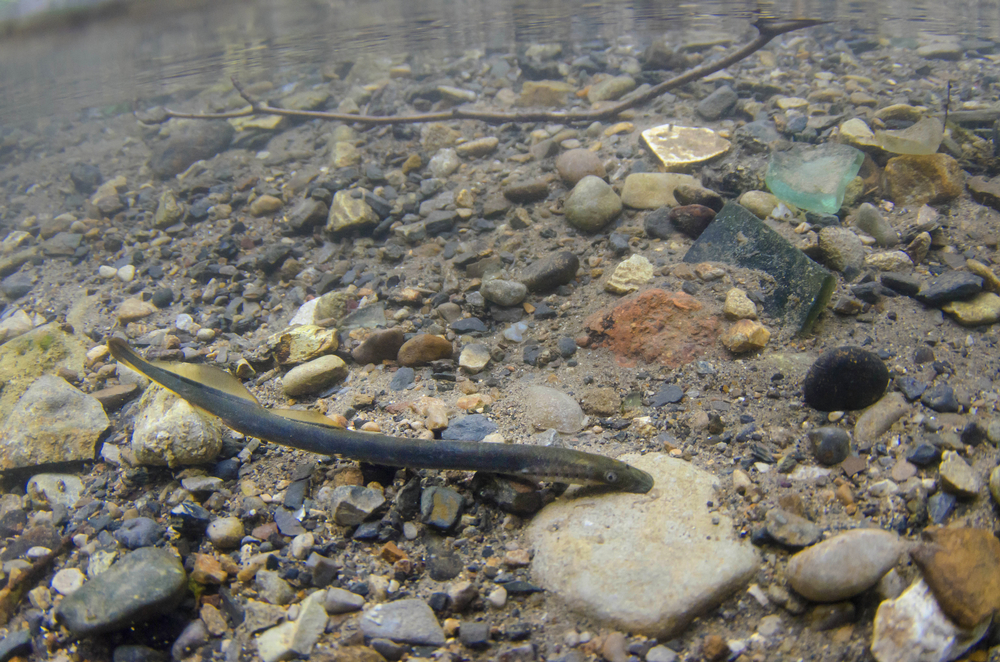 Brook,Lamprey