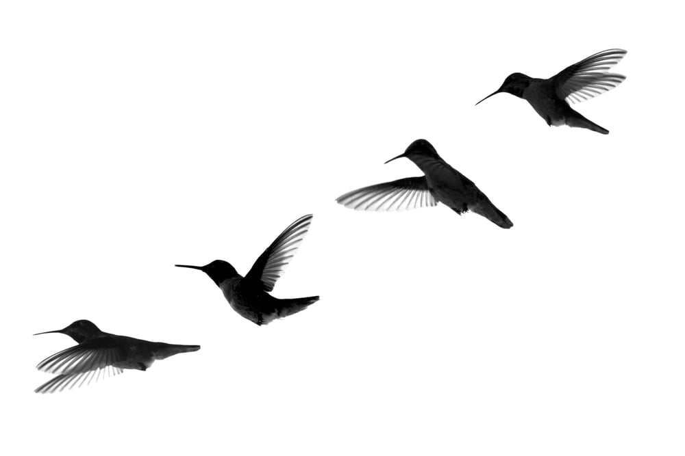 Four,Humming,Birds,Shadow,Flying