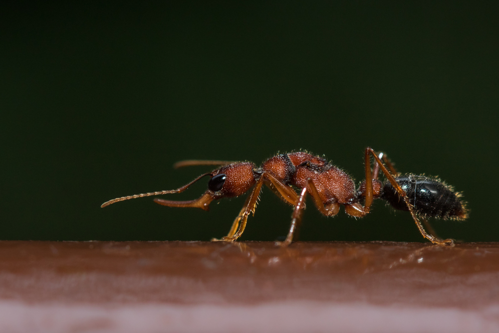 Indian,Jumping,Ant,Or,Jerdon's,Jumping,Ant