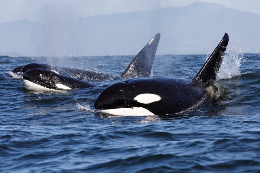 Killer,Whale,-,Orcinus,Orca