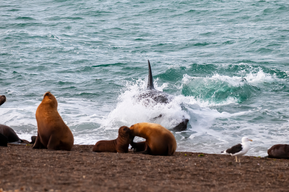 Killer,Whale,Hunting,Sea,Lions,peninsula,Valdes,,Patagonia,Argentina.