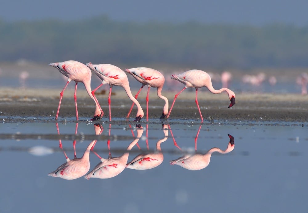 Lesser,Flamingos,Feeding,In,Little,Rann,Of,Kutch,,India