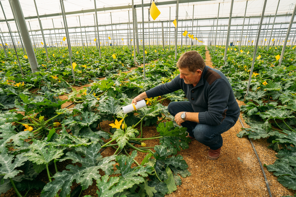 Male,Farmer,Applying,Insects,For,Biological,Pest,Control,In,An