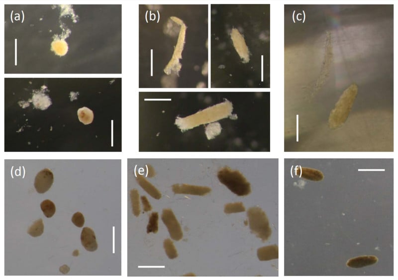Morphology of copepod faecal pellets
