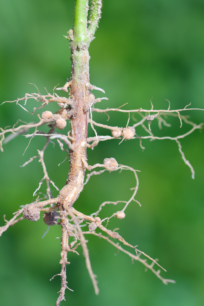 Nodules of soybean. Atmospheric nitrogen-fixing bacteria live inside