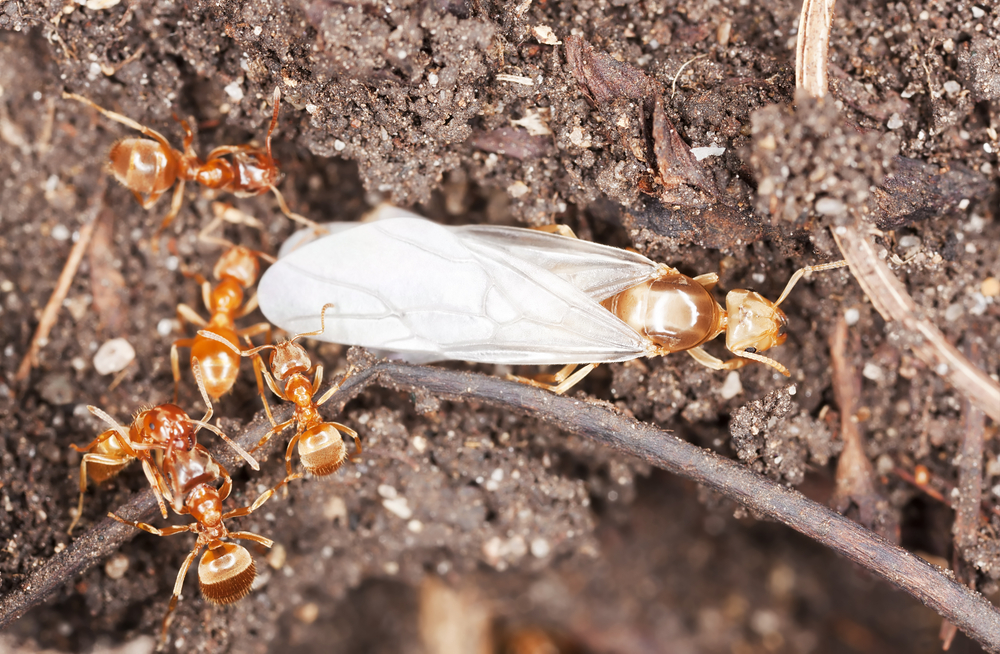 Red,Ants,,Queen,And,Workers