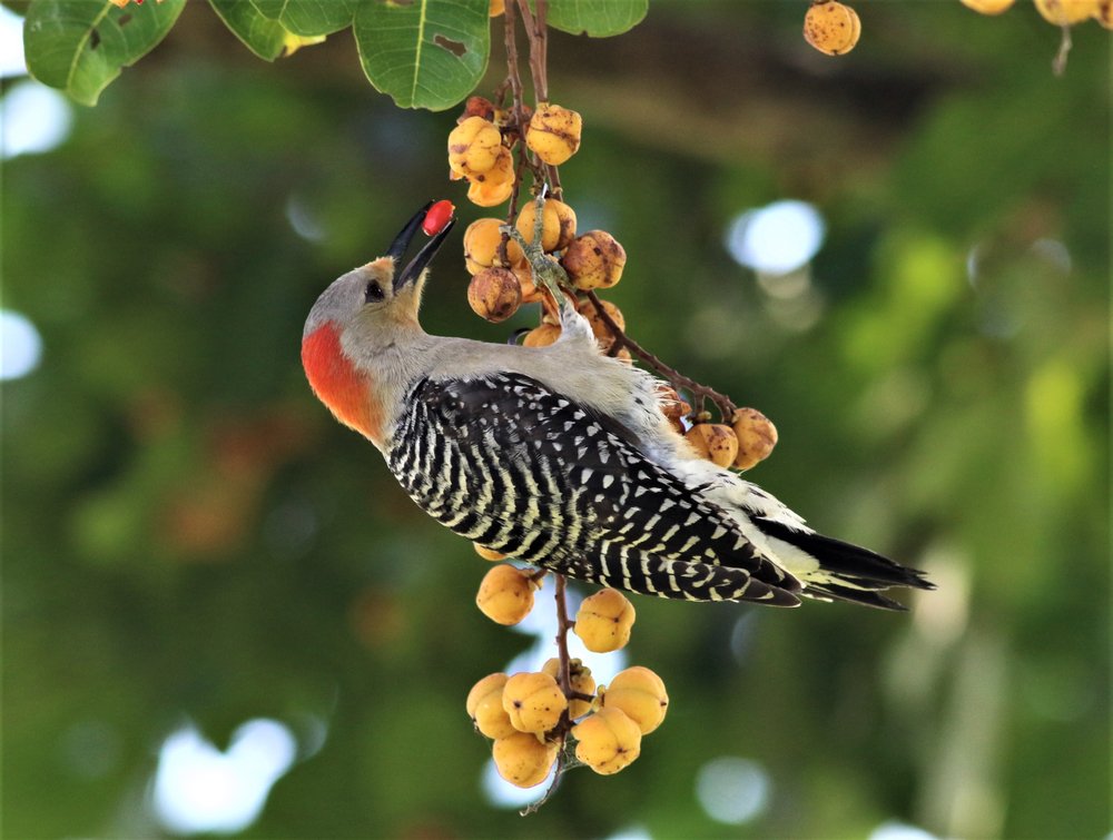 Red-bellied,Woodpeckers,Picking,Fruit,From,A,Japanese,Plum,Tree!