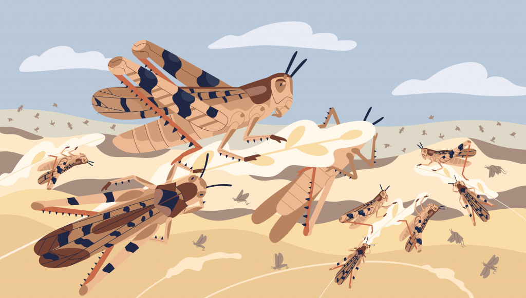 Swarm of locusts attacking plants field vector illustration