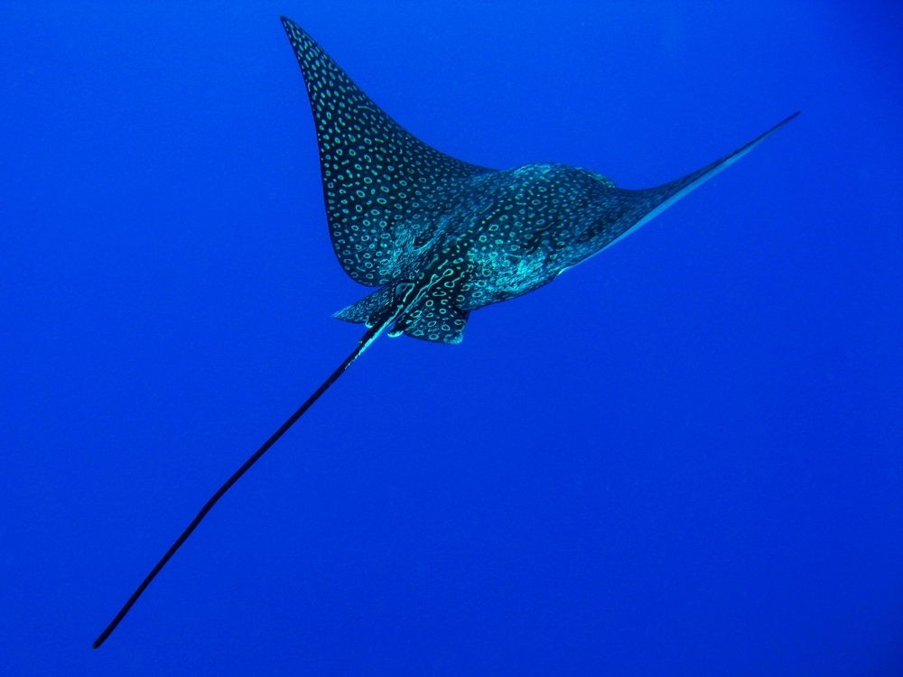 The,Eagle,Rays,Are,A,Group,Of,Cartilaginous,Fishes,In