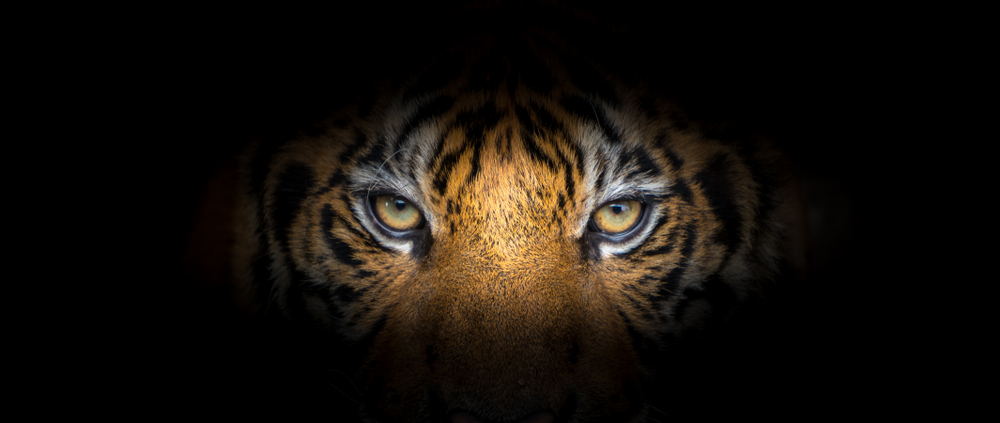 Tiger,Face,On,Black,Background