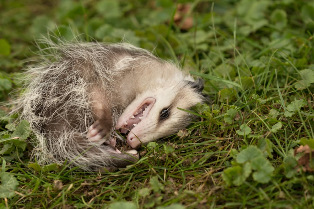 Virginia,Opossum,,Didelphis,Virginiana,,Baby,Playing,Dead.