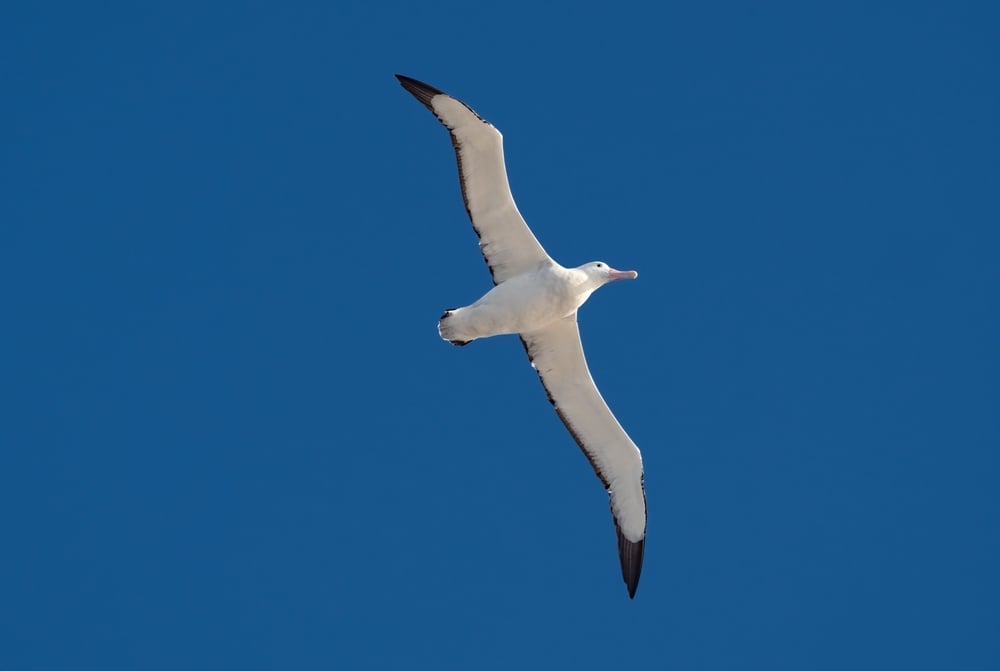 Wandering,Albatross,(snowy,Albatross,,White-winged,Albatross,,Oonie),(diomedea,Exulans),,Seen