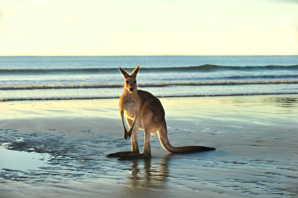 Australian,Eastern,Grey,Kangaroo,On,Beach,,Cape,Hillsborough,,Mackay,,