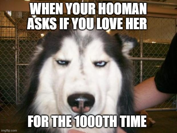 when your hooman asks if you love her meme