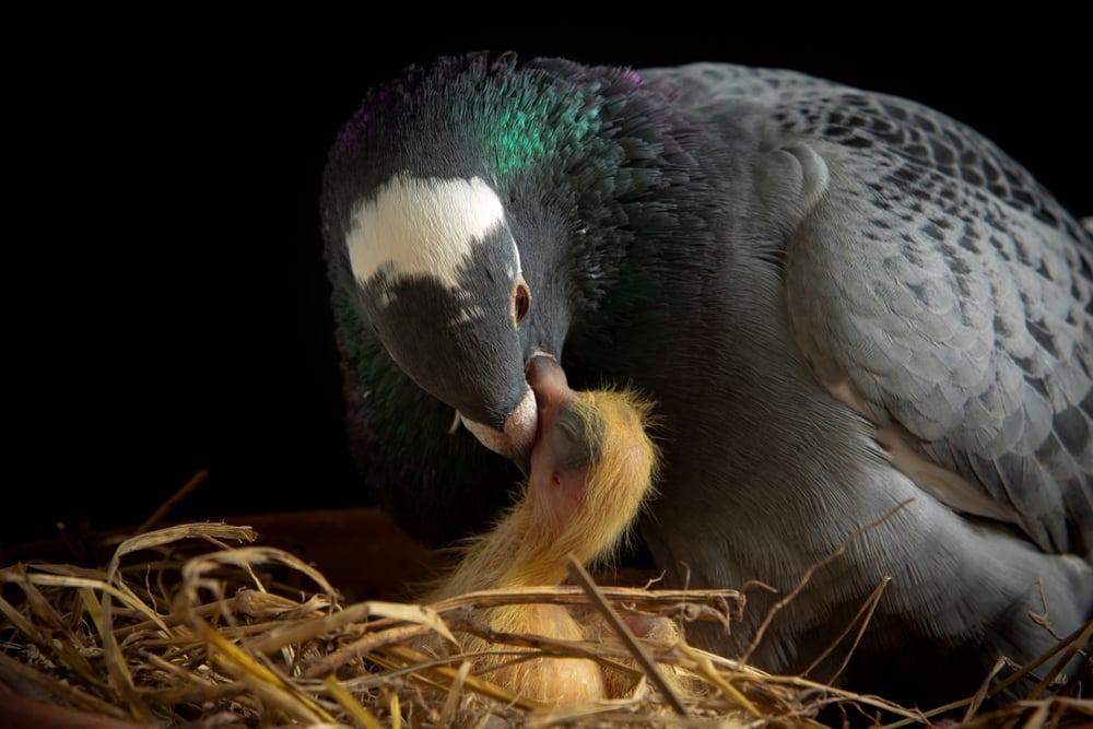 Homing,Pigeon,Feeding,Crop,Milk,To,New,Born,Bird