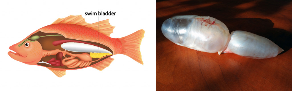 swim bladder