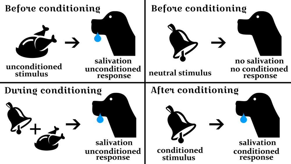 The,Mechanics,Of,The,Pavlov's,Conditioned,Response,In,Psychology