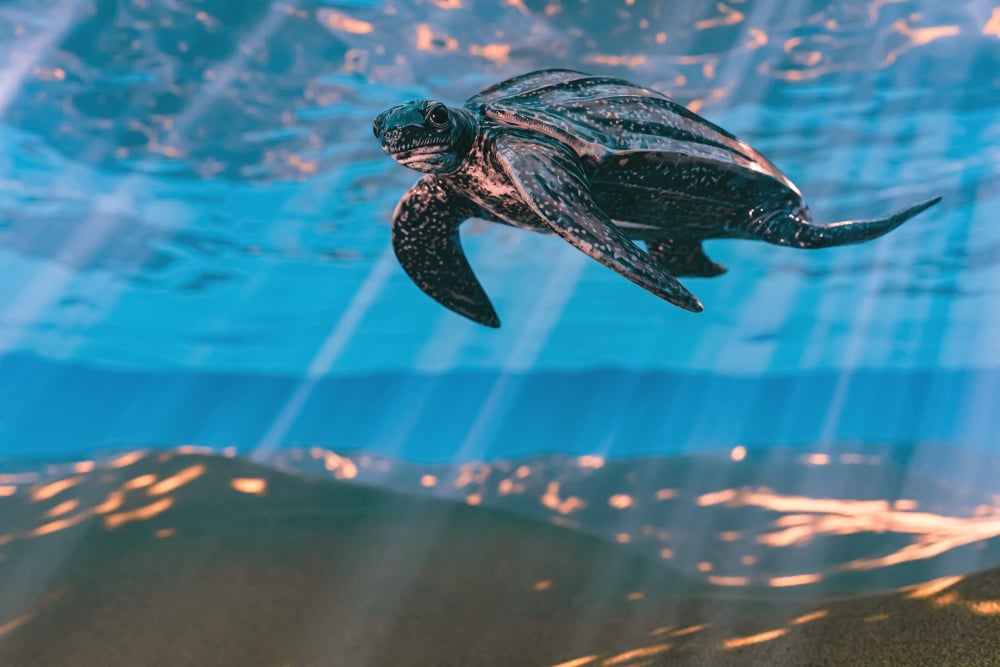 3d,Rendering,Of,Leatherback,Sea,Turtle,Swimming,In,The,Shallow