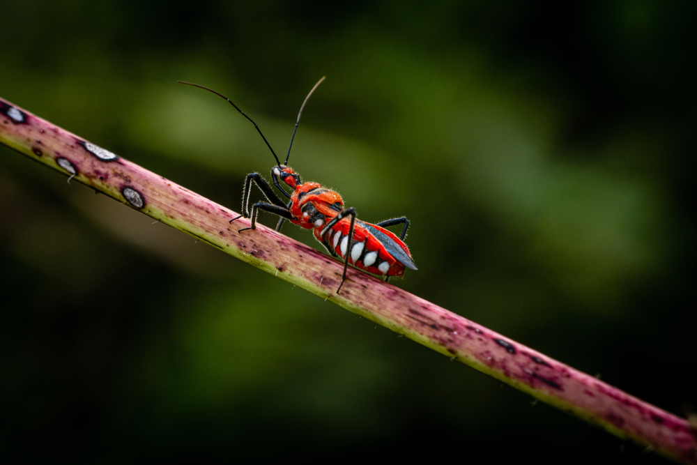 A,Milkweed,Assasin,Bug,On,Branch,In,The,Forest,Against