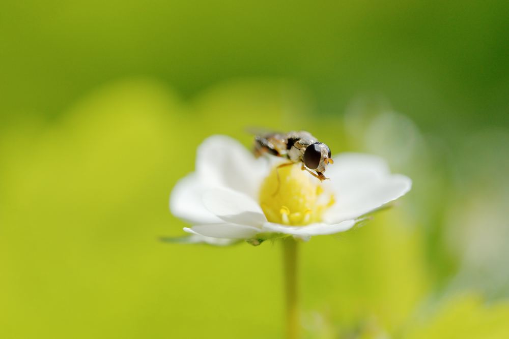 A,Hoverfly,Nectaring,At,Strawberry,Flowers.