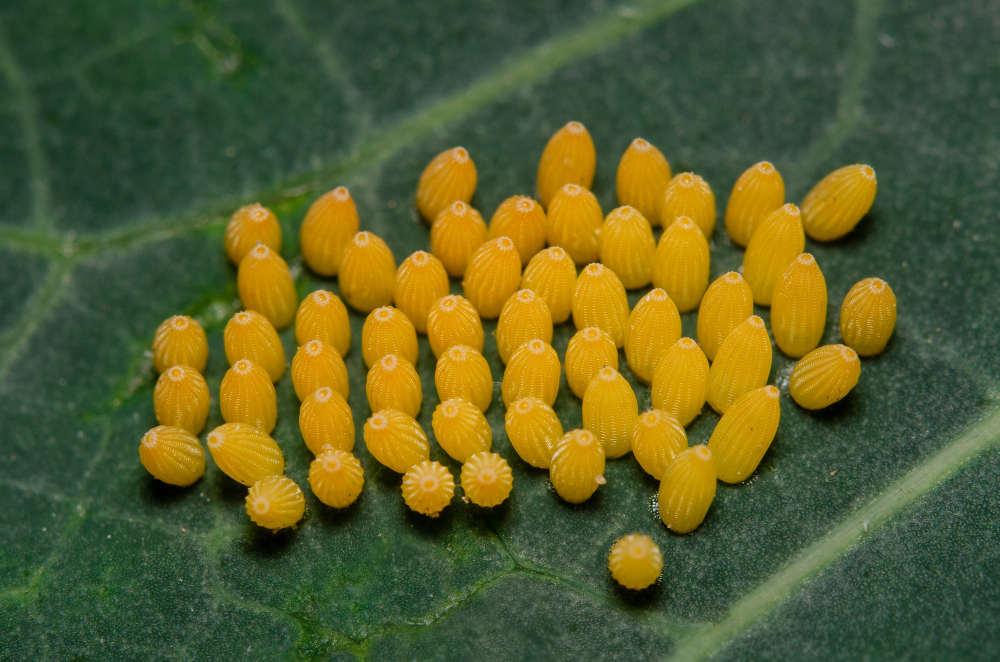 A,Patch,Of,Cabbage,White,Butterfly,Eggs,,Pieris,Species.,The