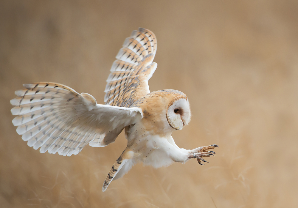 Barn,Owl,In,Flight,Before,Attack,,Clean,Background,,Czech,Republic