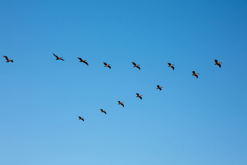 Bird,Formation,(horizontal)