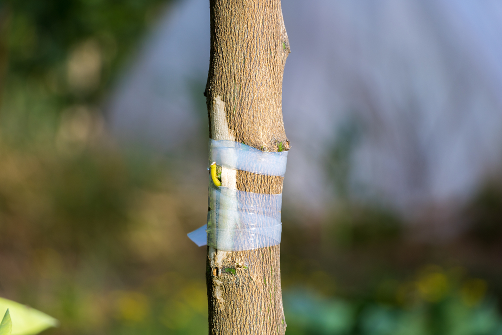 Bud,Grafting,Example,Between,Citrus,Trees