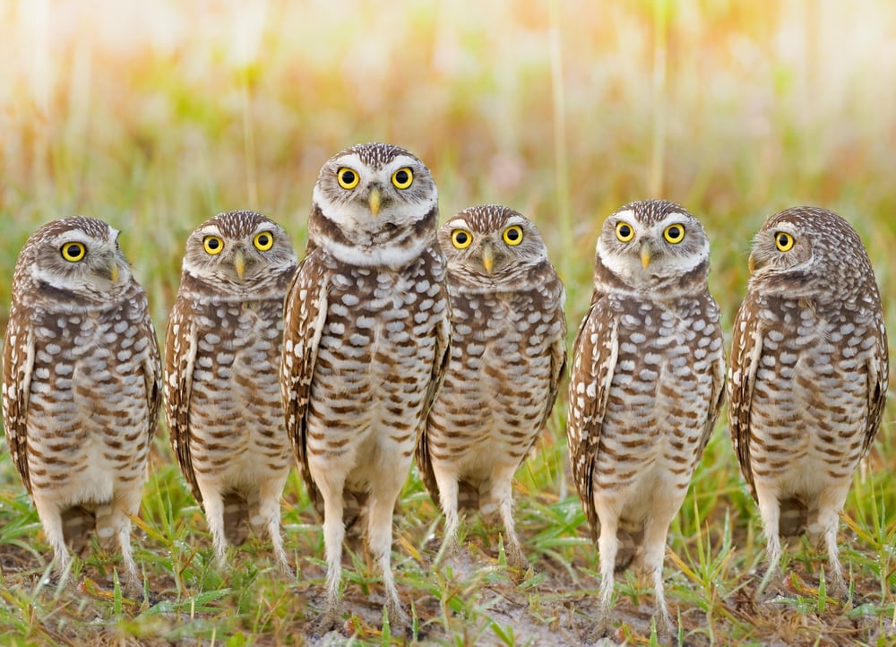 Burrowing,Owls,Annual,Meeting.,Local,Gang.,Latin,Name,-,Athene