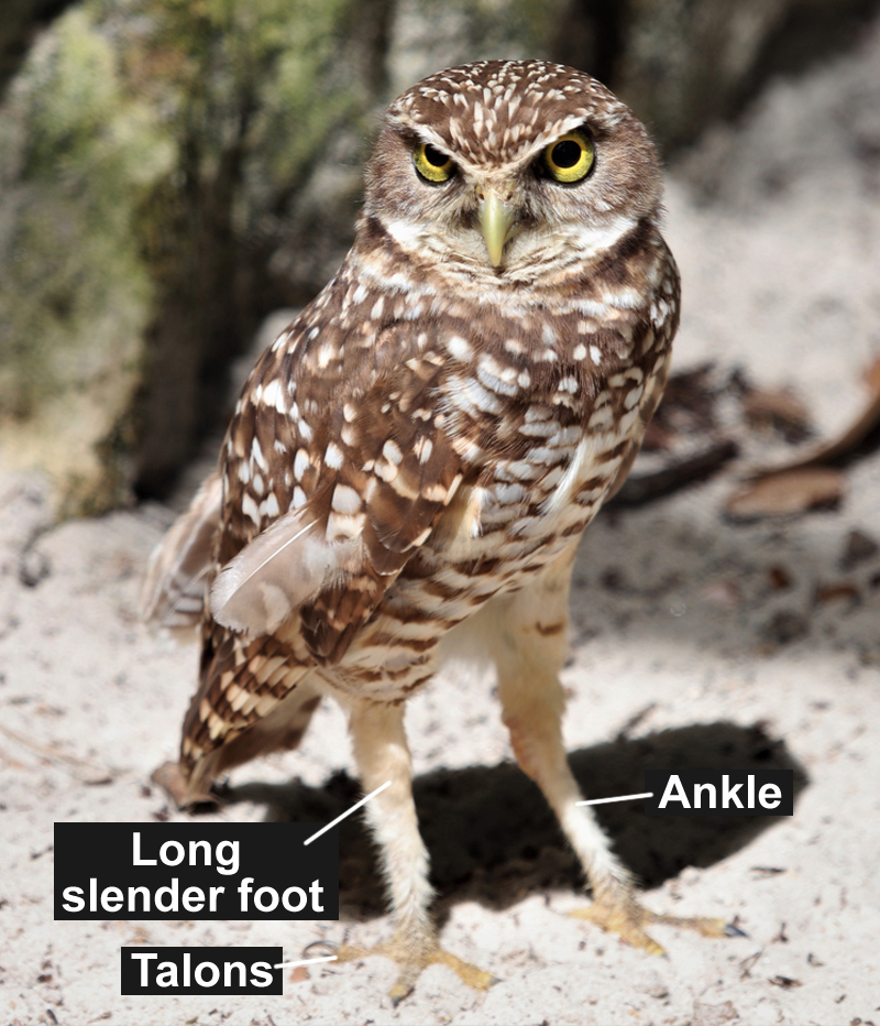 Burrowing owl is a very small owl with long legs.