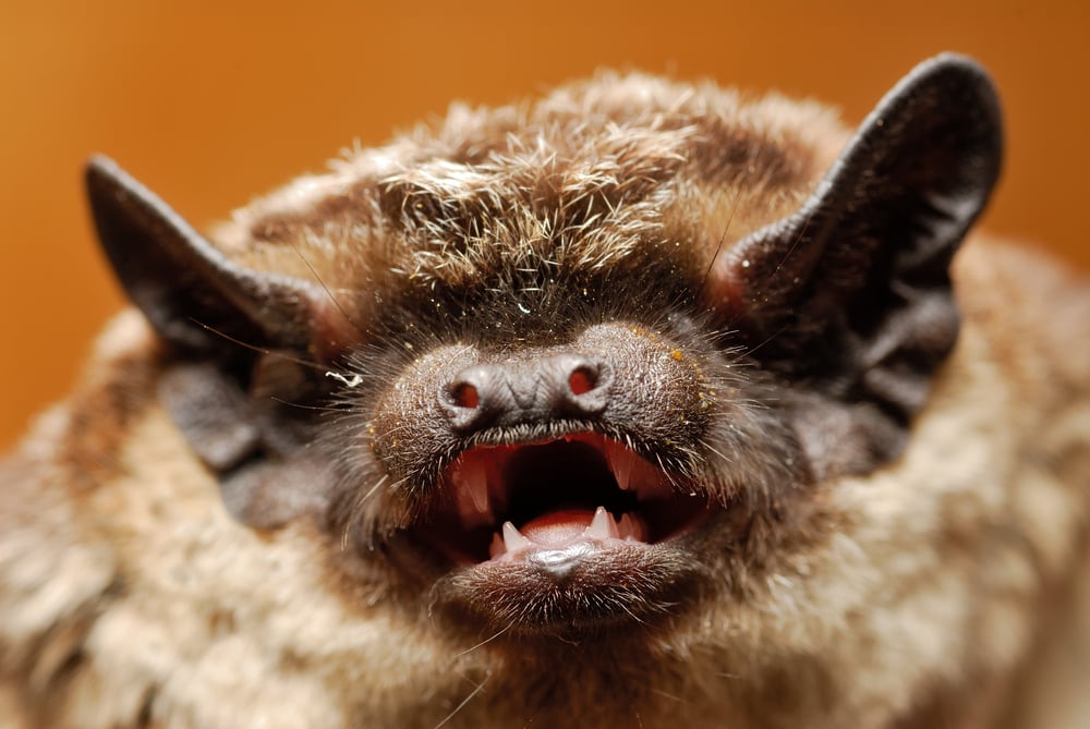 Daubenton's,Bat,-,Myotis,Daubentonii