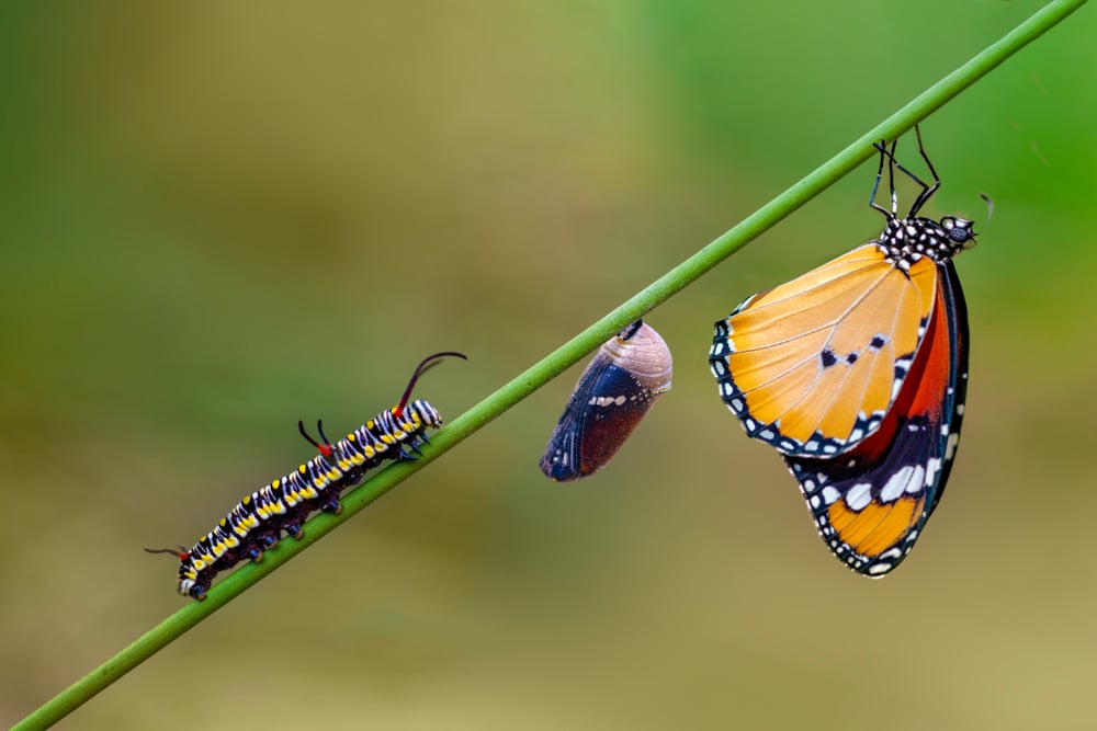 Differing,Stages,Of,Life,From,Caterpillar,To,Cocoon,To,Butterfly