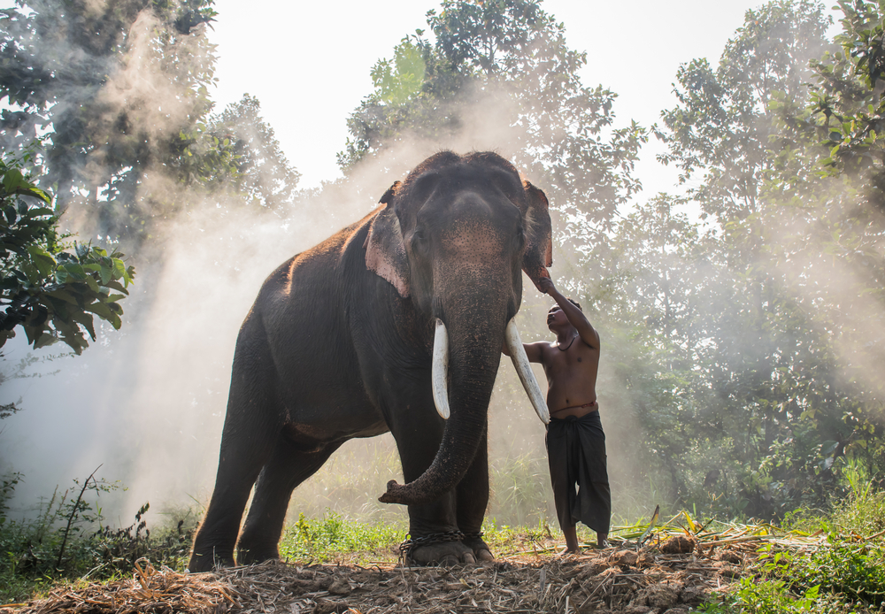 Elephant,And,Mahout,Of,The,Elephant,Village.