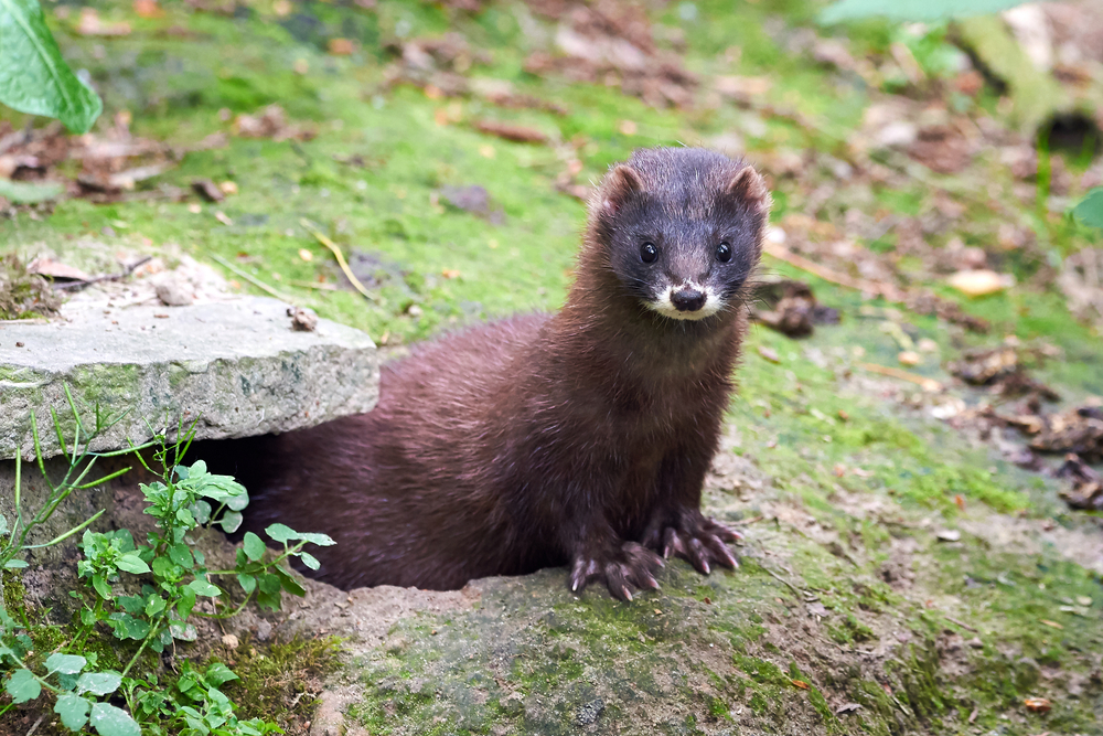 European,Mink,Closeup,(mustela,Lutreola)