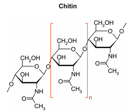 Fungi Strukturformeln Chitin Ergosterol