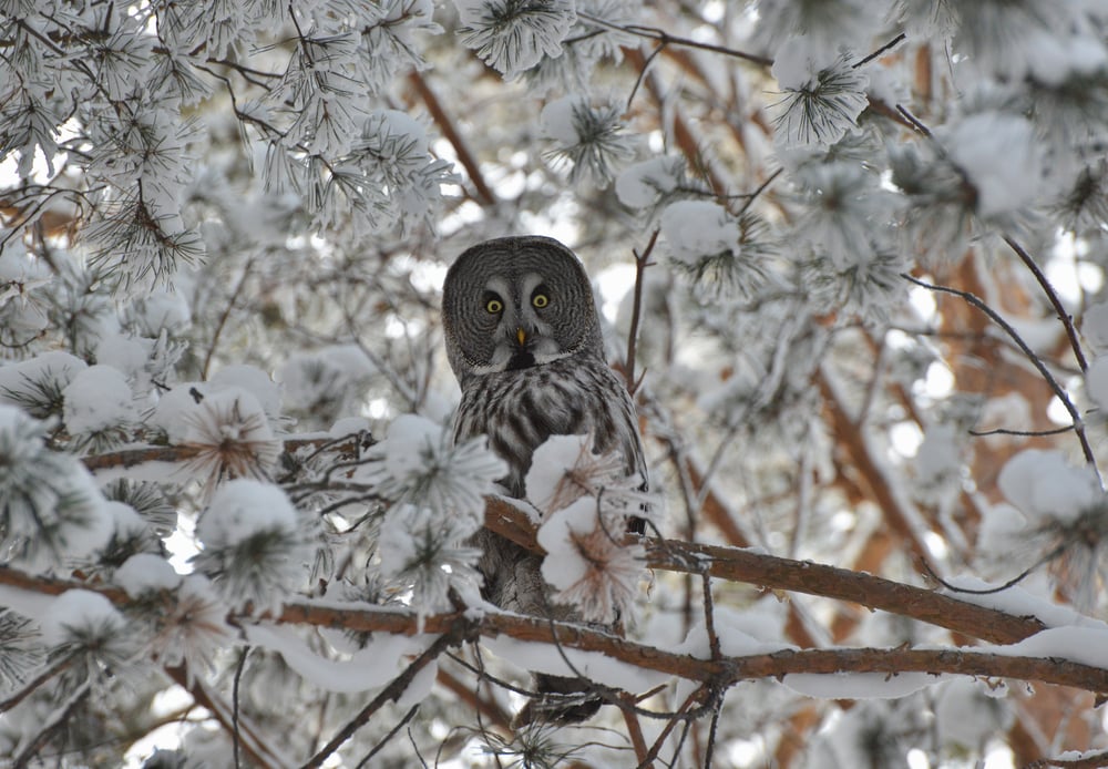 Great,Grey,Owl