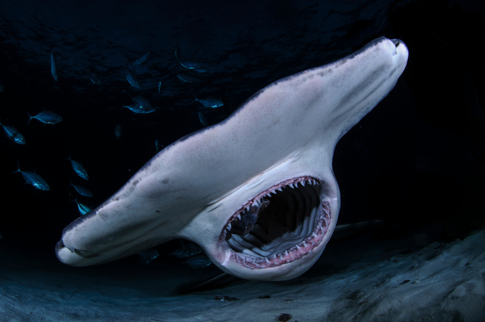Hammerhead,Shark,With,Open,Mouth,Showing,Teeth,In,Dark,Waters