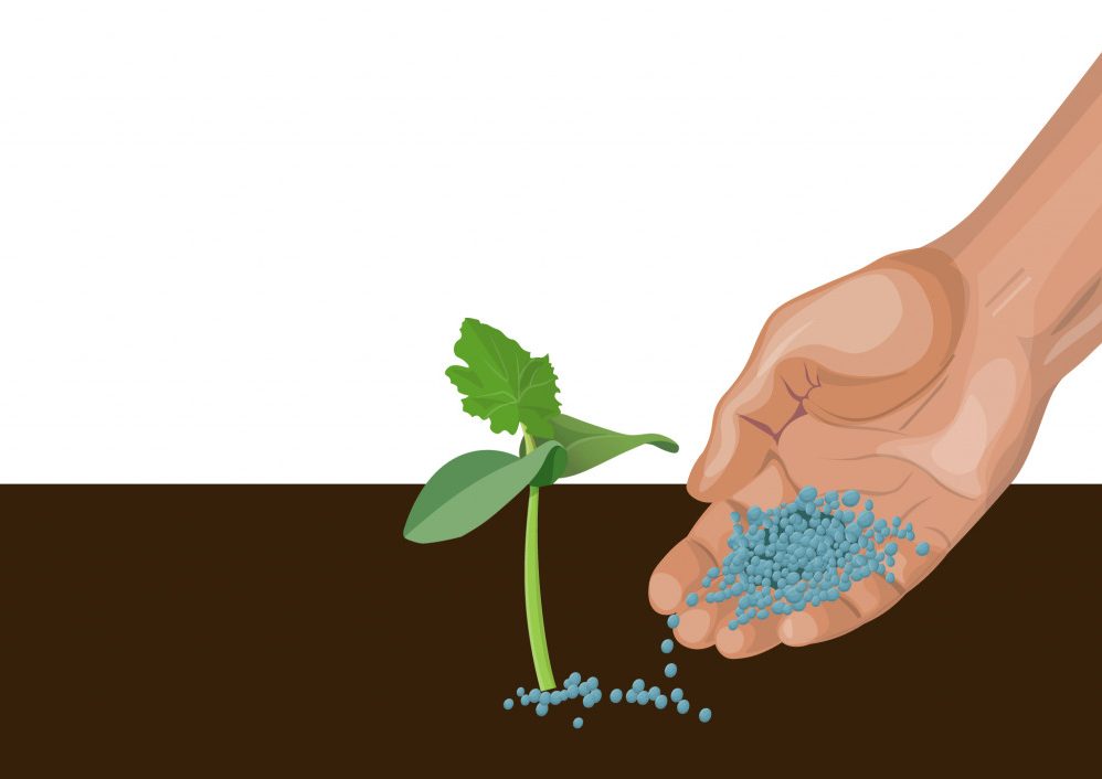 Hand giving mineral fertilizer to young plant