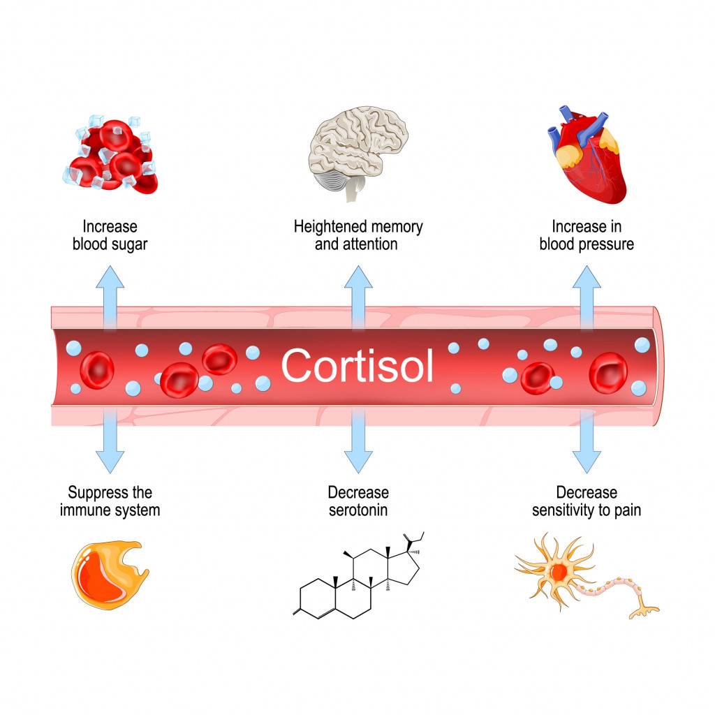 Health effects of hormone adrenal gland