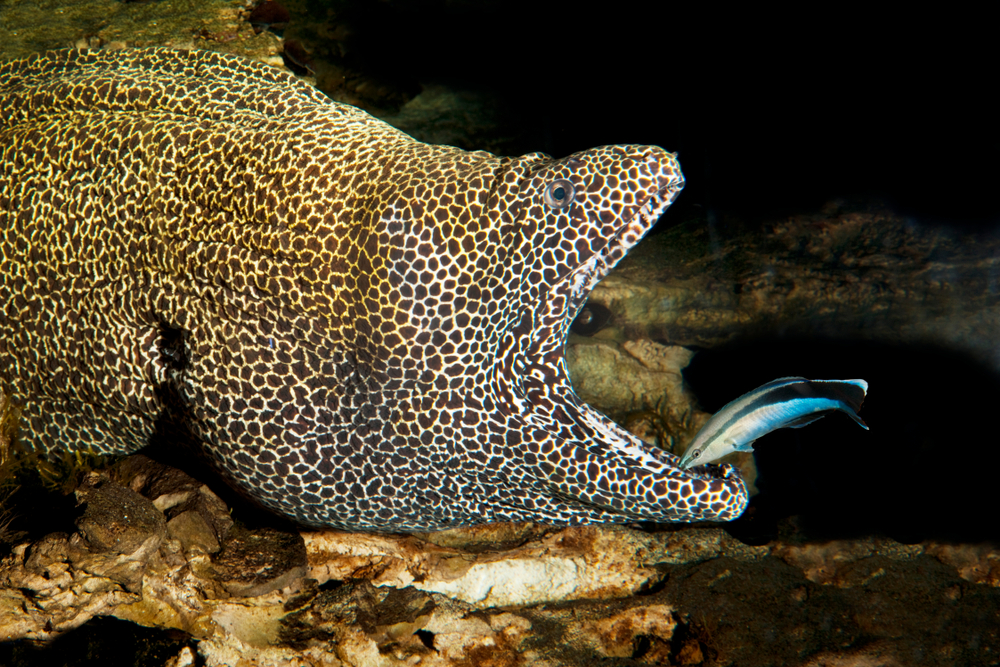 Honeycomb,Moray,Eel,,Gymnothorax,Favagineus,,Adult,With,Open,Mouth,Cleaned