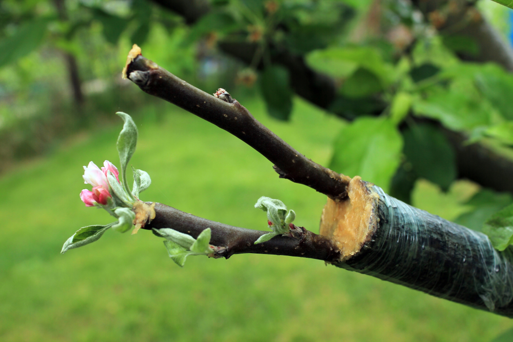 Live,Cuttings,At,Grafting,Apple,Tree,In,Cleft,With,Growing